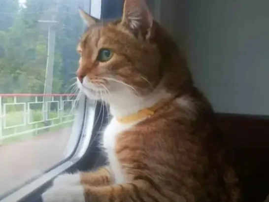 Poor Cat Left Behind by Their Owners on a Train