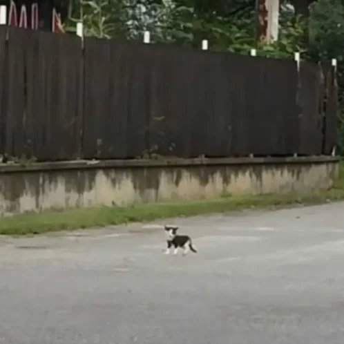 A Tiny Kitten Appeared in Front of a Couple, Crying out for Help, Leaving Them Stunned