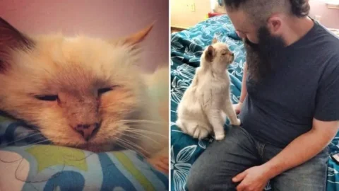 Kiki 17-Year-Old Cat Gets Second Chance After Abandon Too Long!