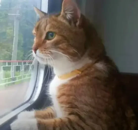 Poor Cat Left Behind by Their Owners on a Train