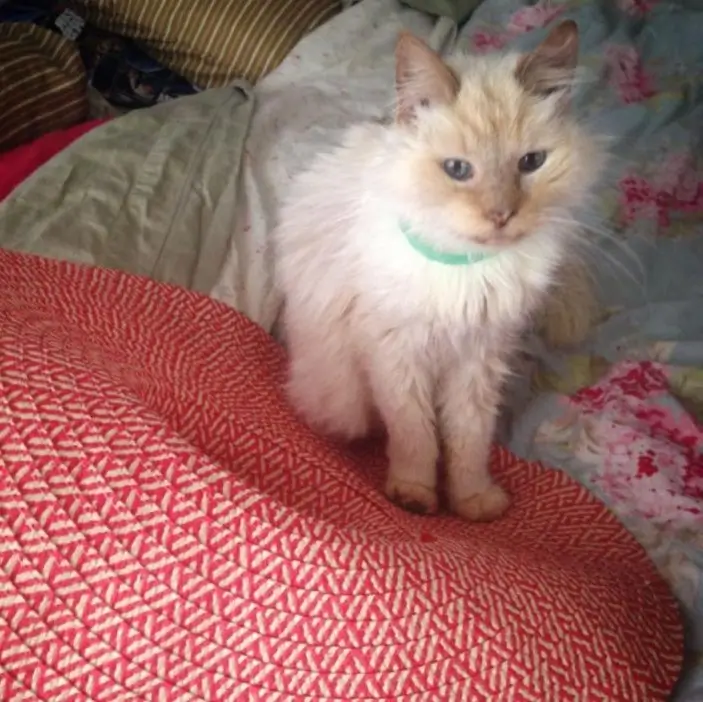 Kiki, a sweet 17-year-old cat