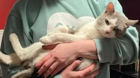 A Homeless Cat Has Smart Idea To find a New Home!