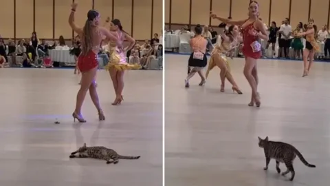 Catwalk Crasher: Pregnant Cat Steals the Show at Dance Competition