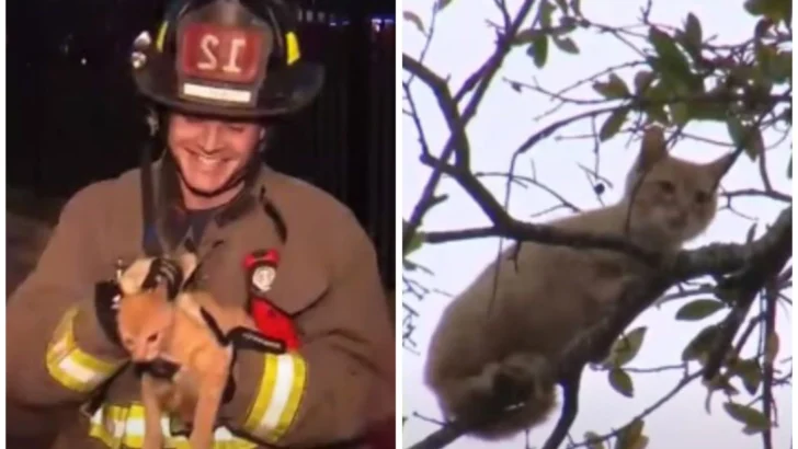 Firefighters Climb High to Rescue Cat Stuck in a Tree for a Week!