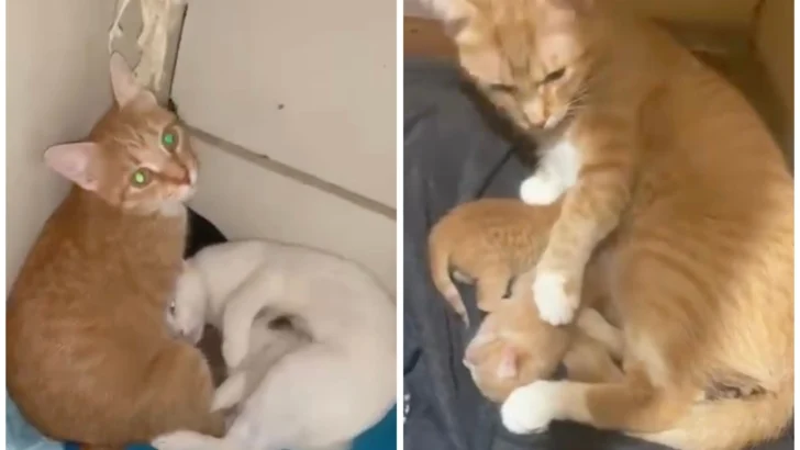 The Story of Two Mama Cats Who Found Comfort in Each Other: From Heartbreak to Hope
