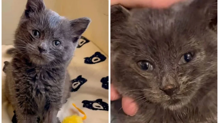 A Couple Finds & Rescue a Helpless Kitten After Following a Crying Sound Near Their Home