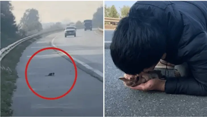 Man Helps Helpless Kitten Thrown Out Of Speeding Car On Highway