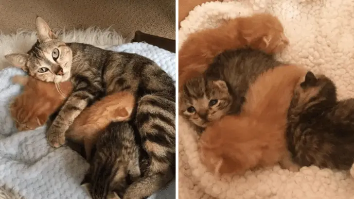 You Won’t Believe What This Scared Mama Cat Did to Save Her Babies!