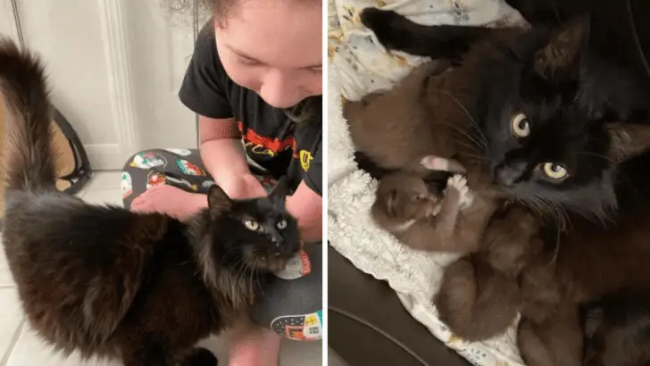 Mama Cat’s Surprise – Adorable Brown Kittens Found Safe!