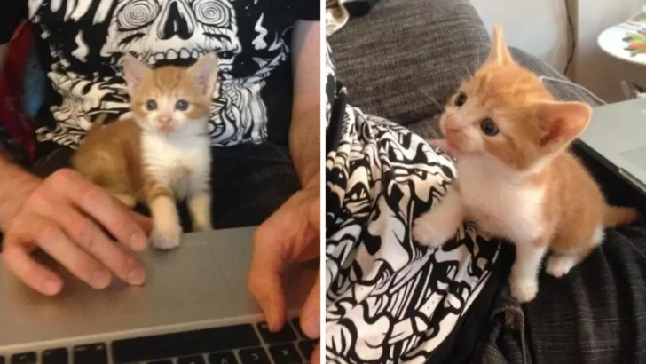 Second Chance: Man Saves Kitten From Plastic Bag, Discovers Furry Best Friend