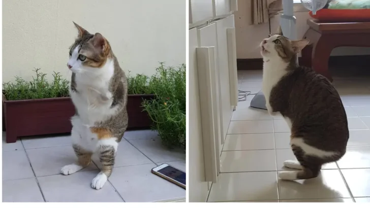 This Cat’s Amazing Recovery After Losing its Front Legs is Truly Inspiring