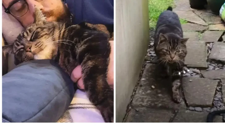 From Scruffy Stray to Beloved Family Cat: The Story of Boysie