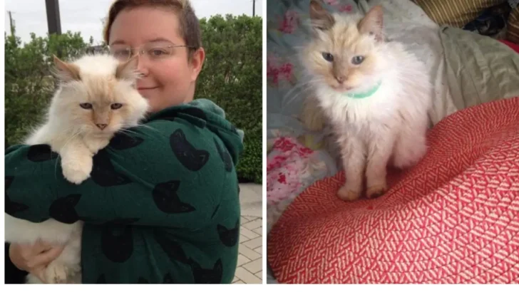 Never Too Old, Abandoned Cat, 17 Year Old, Finds New Home