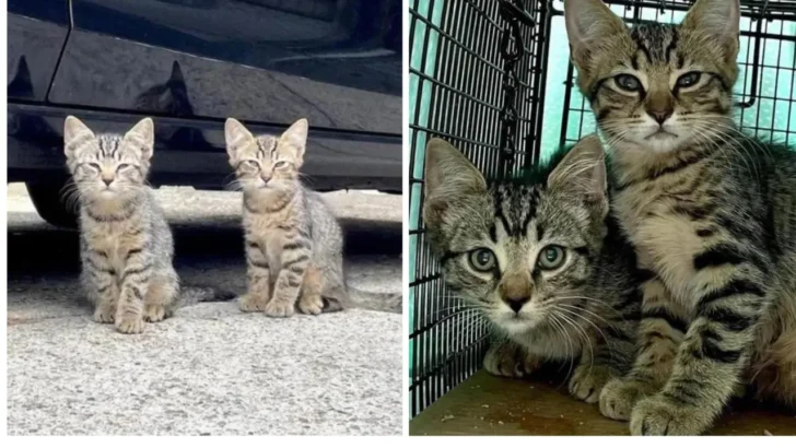 Lost No More: Shy Twin Kittens Find Comfort in Each Other and Rescuers’ Hands