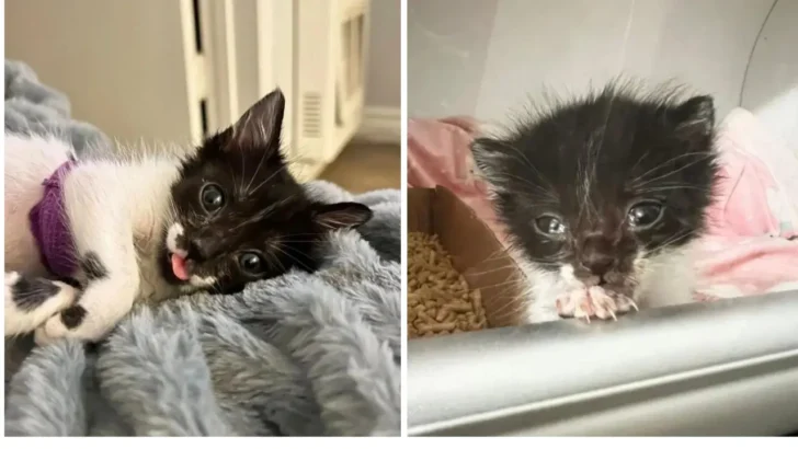 Tiny Toughy: Kitten Overcomes Big Challenges with Foster Mom’s Love