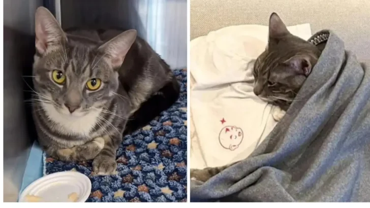 From Fearful Kitty to Cuddly Cat – Slater’s Second Chance