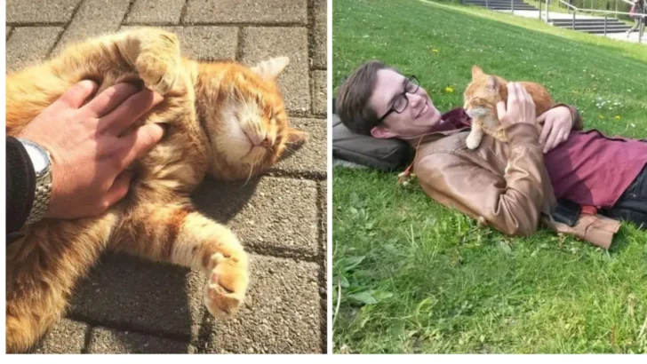 This Cat Skipped Class But Became the Most Popular Professor on Campus (Find Out Why!)