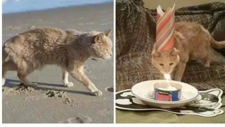 21-Year-Old Abandoned Cat Finds the Love He Deserved in His Final Days (Get Ready to Cry)