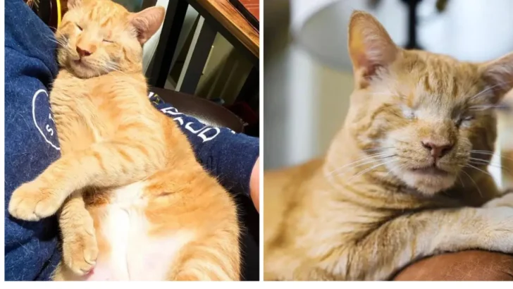 A Blind Cat’s Story of Hope – From 20 Fosters to Forever Home