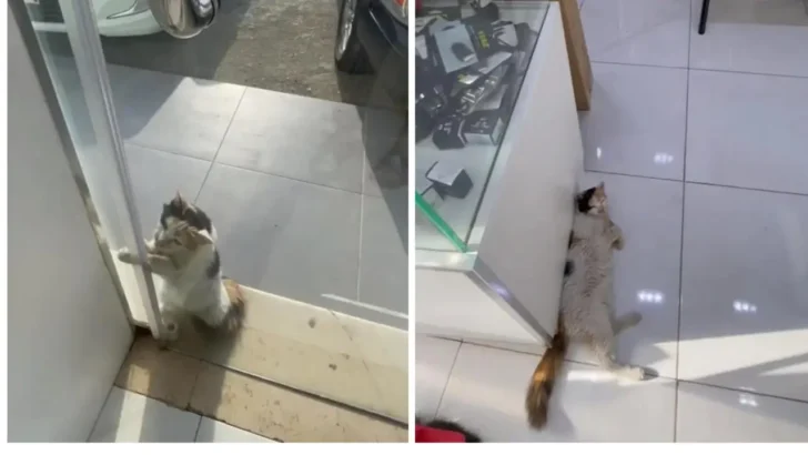 Kind Storekeeper Helps Stray Cat Beat the Heat