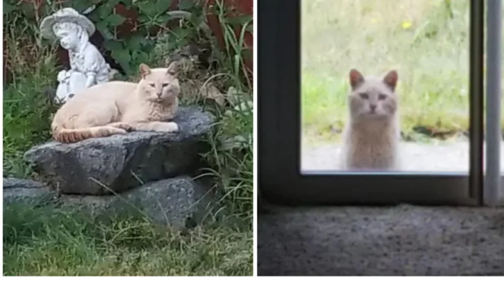Unexpected Roommate – Family Discovers Feline Friend in New Home
