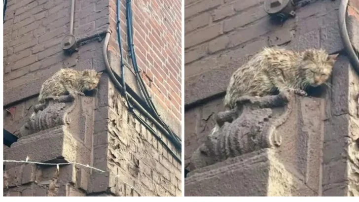 Cat Got Stuck High Up On A New York Building And Begs For Help Desperately