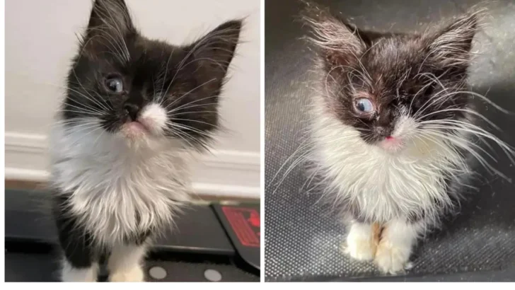 Kitten With a Winking Face Appears at the Family’s Home in Orlando, Meowing for Attention.