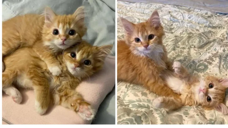 From Shelter Cats to Ginger Powerhouses Frances and Johnny’s Amazing Transformation