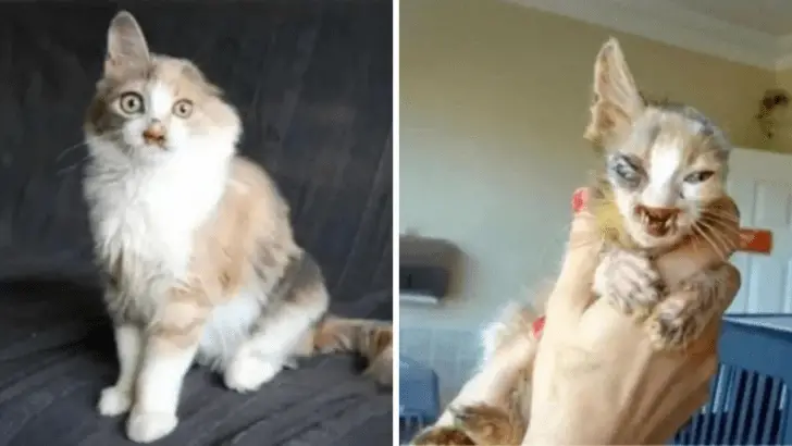 The Girl Who Loved a “Ugly” Kitten: Their Story Will Make You Cry (Happy Tears!)
