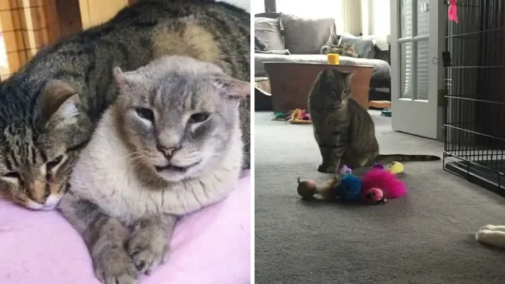 Shy Cat Spends 13 Years Helping Others Get Adopted, Finally Finds Forever Home!