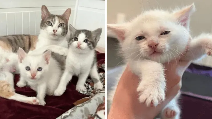 Single Mom Cat Adopts Abandoned Kitten – You Won’t Believe How Cute It Gets!