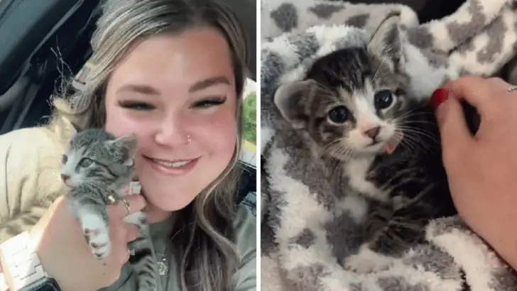 Woman Makes Shocking Discovery at Tractor Supply Store, This Kitten Needs a Hero!