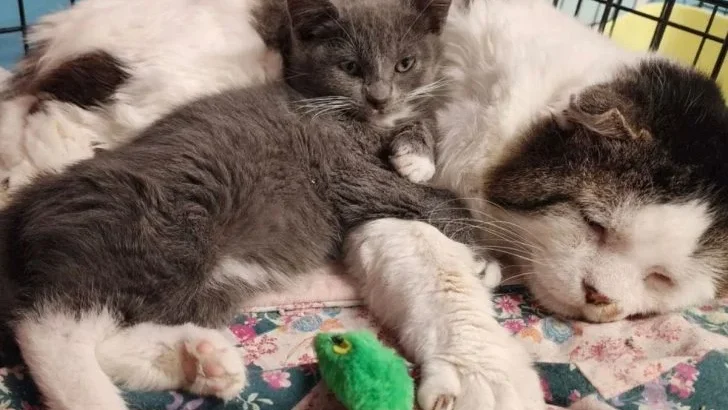 After His Owners Left, This Poor Cat Ended Himself Living on the Streets of California