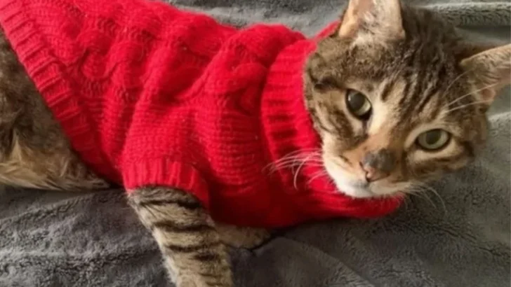 Steve the Sweater Cat: From Grumpy to Grateful in a Knitted Embrace