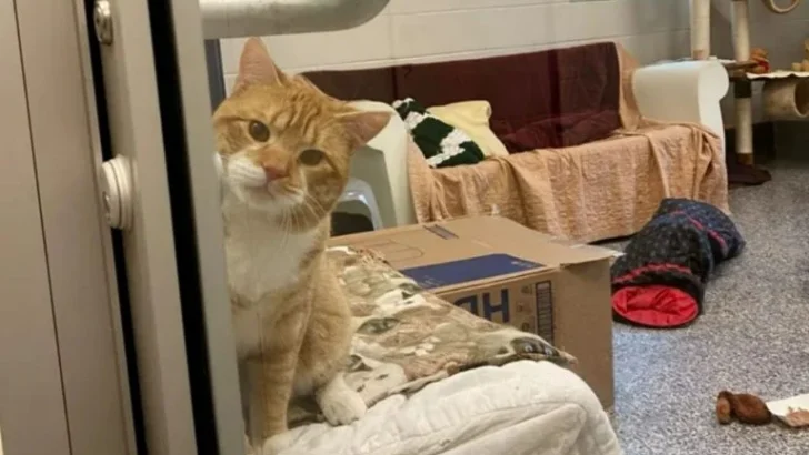 New York Shelter Cat Uses Wave Tactic to Find a New Home