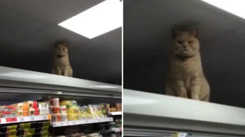 The Story of Olly Oliver: The Supermarket Cat Who Became an Internet Star