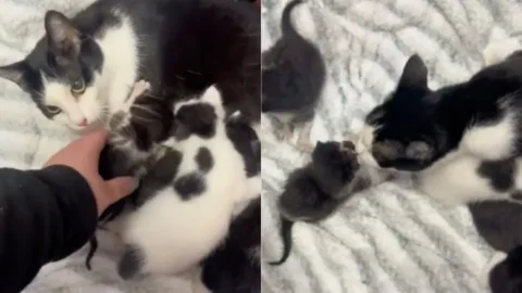 A Heartwarming Rescue Story of a Mama Cat and Her Adopted Kittens