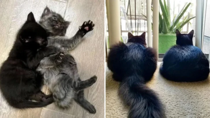 Cuddle to Survive: The Tale of Two Kitten Brothers and Their Unbreakable Bond