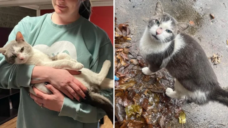 Clever Cat’s Sneaky Plan to Find a Forever Home After Being Abandoned