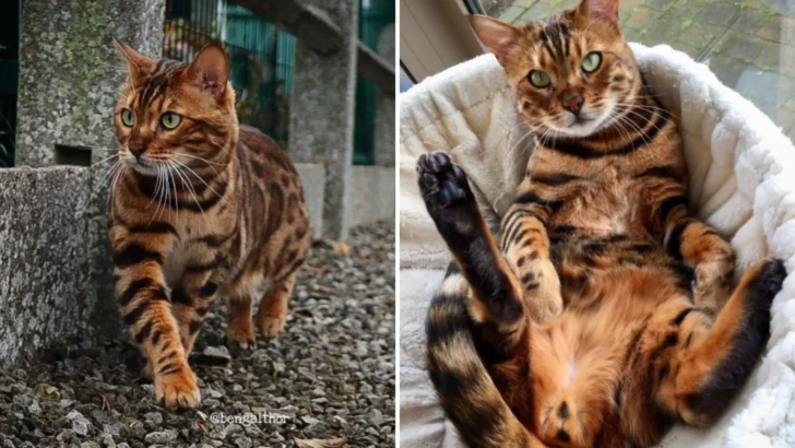 Thor: The Bengal Cat with Eyes That Could Steal Your Heart