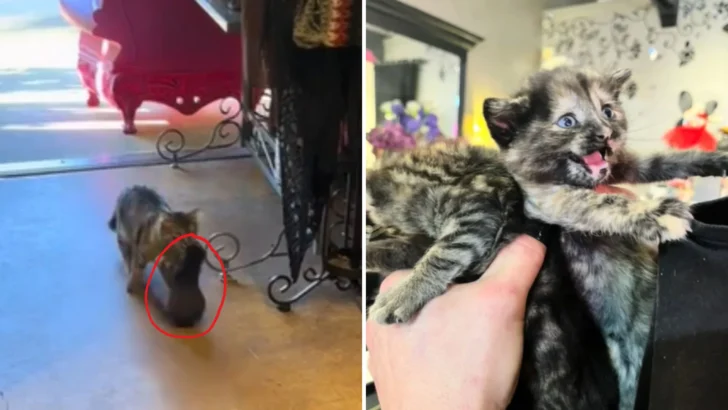 Purrfect Payback: Stray Cat Repays Boutique Owner’s Kindness with the Cutest Surprise