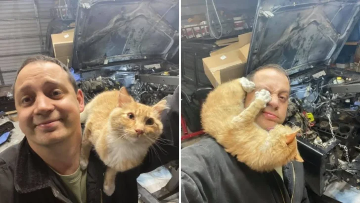 The Ginger Cat Who Fixed More Than Cars