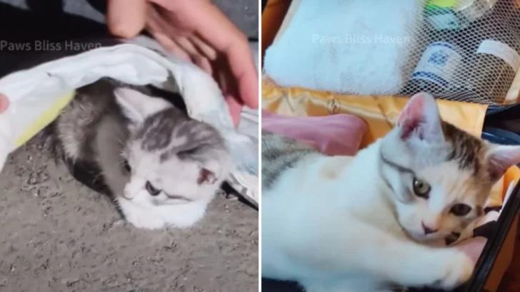 From Lonely Streets to Happy Purrs: Chu Jiu’s Journey from Stray to Loved