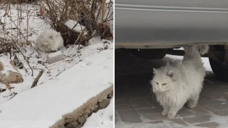 White Cat Camouflaged in Snow Almost Missed by Rescuer