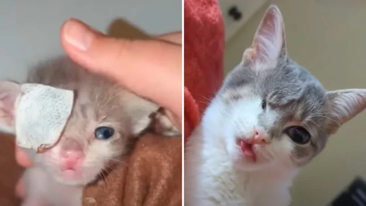 Despite Facing Several Challenges, a Newborn Kitten With a Ruptured Eye Displays a Strong Sense of Perseverance