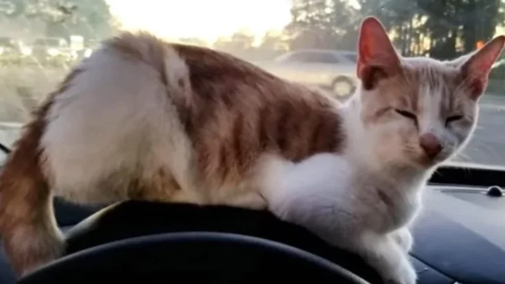 This Man Used the Taco Bell Drive-Thru and Found An Unexpected Furry Friend