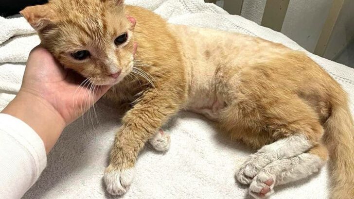 The Unexpected Hero: How an Abandoned Orange Cat Changed My Life