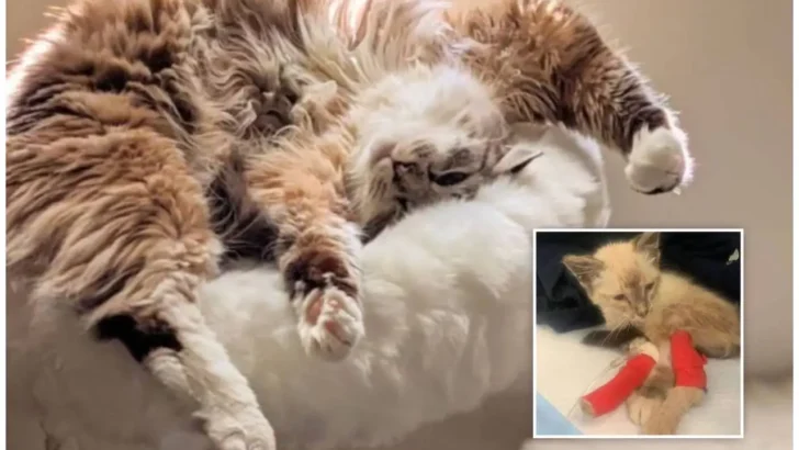 An Abandoned Cat Was Saved by a Generous Person