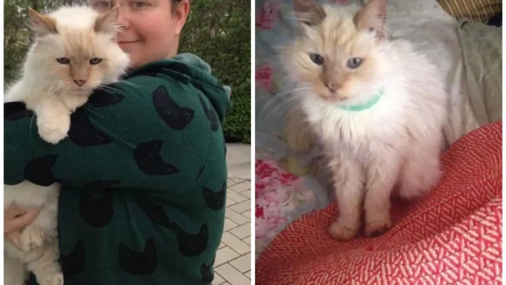 17-Year-Old Cat Abandoned After Owner’s Death Finds Forever Love in a Sanctuary