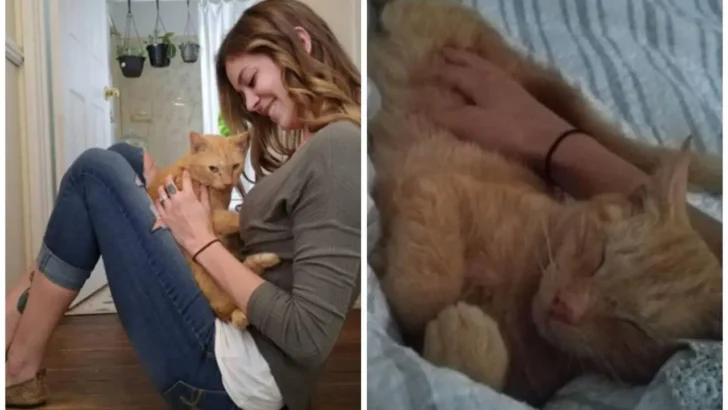 Cat Returns Home After 536 Days: A Story of Hope and Microchips!